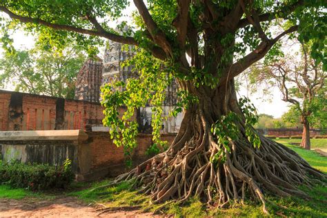 Buddha Under Bodhi Tree Buddha Under The Bodhi Tree The Glamour Of