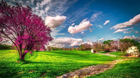 Spring Meadow Landscape With Green Grass Trees Rascetani