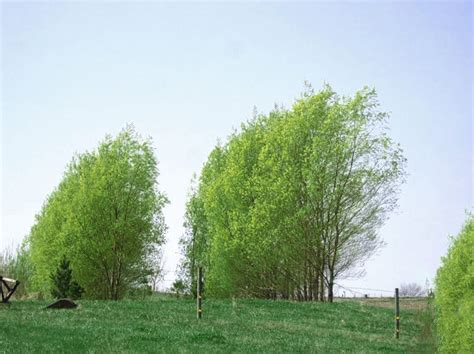 13 Hybrid Willow Austree Cuttings Fast Growing Privacy Shade Trees