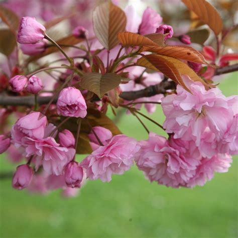 Prunus Kanzan Multi Stemmed Japanese Flowering Cherry Blossom Tree