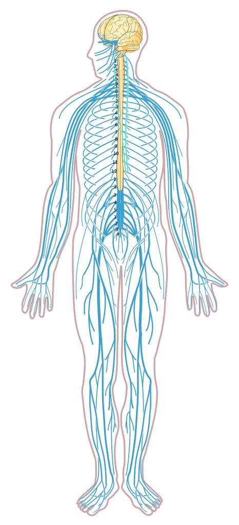It processes this information and causes reactions in other parts of the body. File:Nervous system diagram unlabeled.svg - Wikimedia Commons