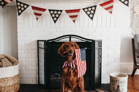 11 Tips To Keep Your Dog Safe On The Fourth Of July Jolly Pets