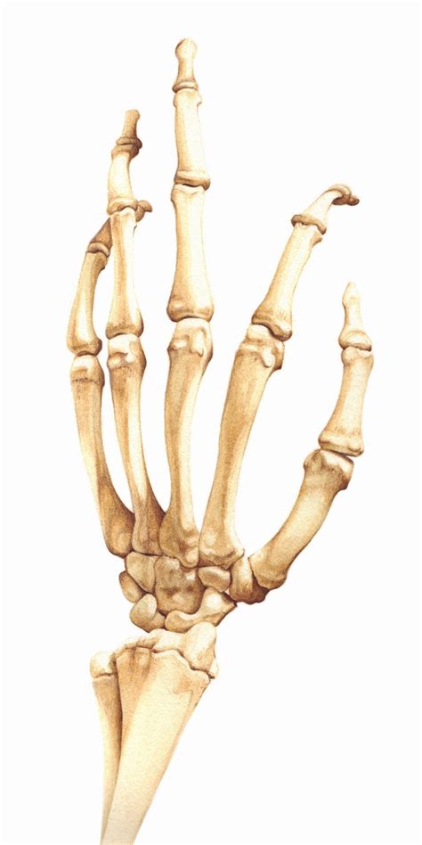 Biomedical Illustration Of Bones In The Human Hand Stock Images
