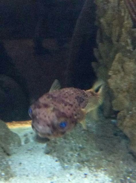 A Puffer Fish With Blue Eyes Is Swimming In An Aquarium Tank At The Zoo