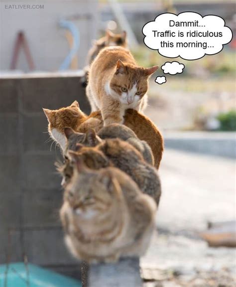 Dammitill Be Late Lolsnaps Cat Memes Funny Memes Cats
