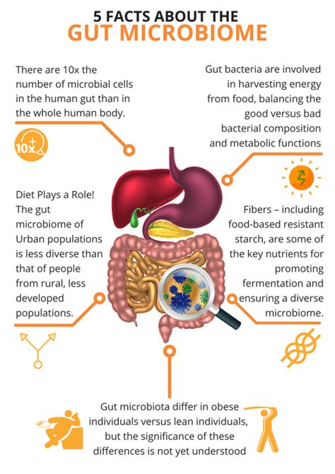 The Development Of The Gut Microbiome Just Gut Science Gut