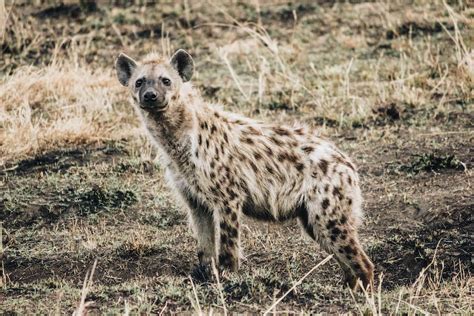 African animals facts photos and videos.africa is a wonderland for animal lovers, and a schoolroom for anyone who wants to learn about nature, beauty and african animals display the widest variety in size and structure of any of the continents. Safari Animal Bucket List: 35 Top African Wildlife to Spot