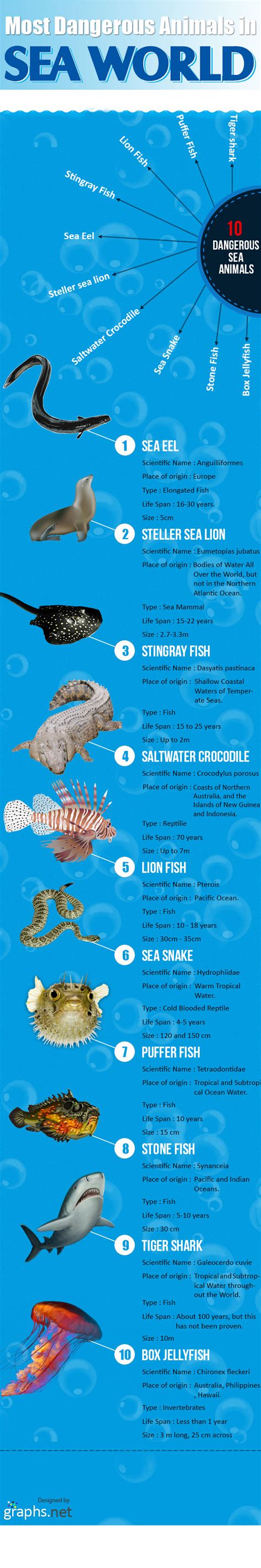 most dangerous sea animals - Infographics | Graphs.net