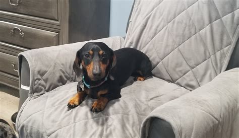 Adoptable Dachshund Maxwell Adopted Low Rider Dachshund Rescue Of