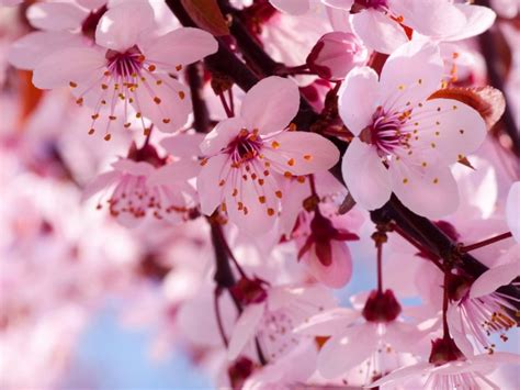 Cherry Blossoms Hd Desktop Wallpapers 4k Hd