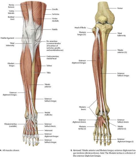 15 Best Human Anatomy Joints And Muscles Images Massage Therapy