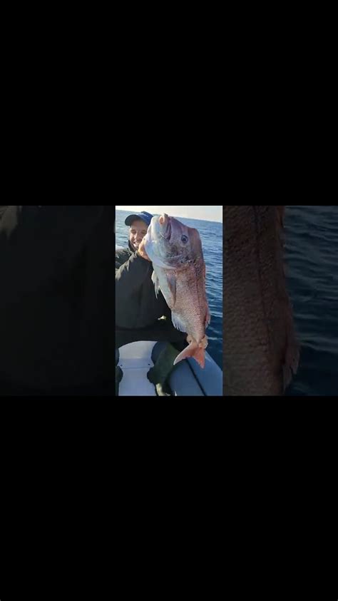 Biggest Fish Ever Caught On Spinning Tackle