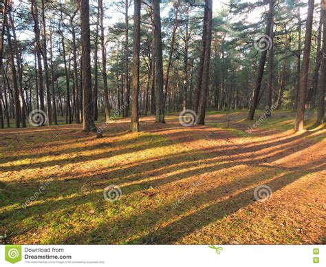 Pine Trees Forest Lithuania Stock Image Image Of Branches View