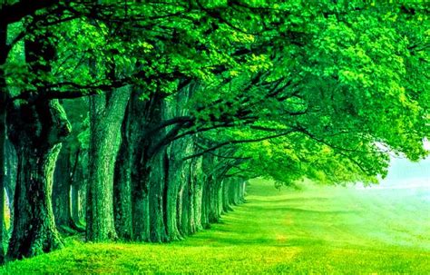 Beautiful High Quality Green Nature Wallpaper By Rogue
