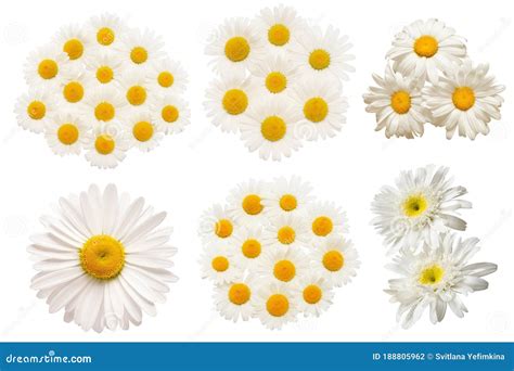 Collection White Daisy Flower Isolated On White Background Stock Photo