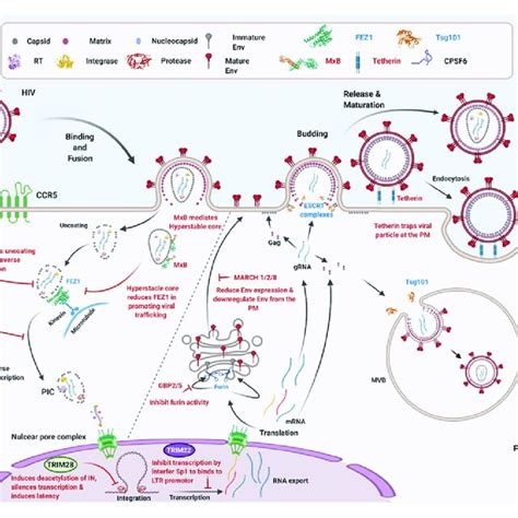 The Role Of Host Factors In Hiv 1 Replication Hiv 1 Life Cycle Starts