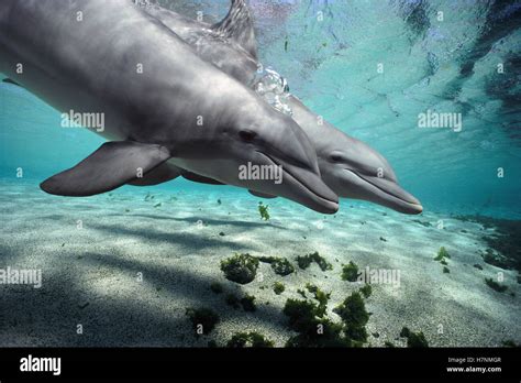 Bottlenose Dolphin (Tursiops truncatus) pair, Hawaii Stock Photo - Alamy