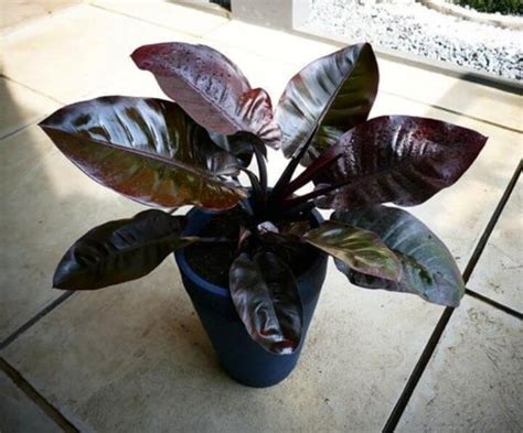 Black cardinals enjoy the same watering habits of all philodendrons. Philodendron Black Cardinal - Indoor Plants, Air purifying ...