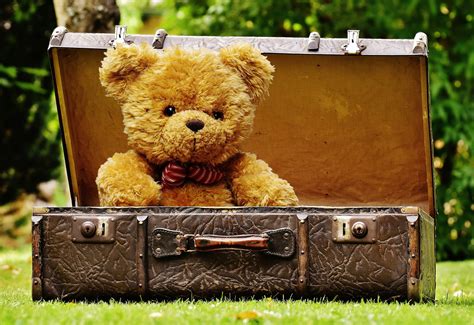 Teddy Bear In Luggage Free Stock Photo Public Domain Pictures