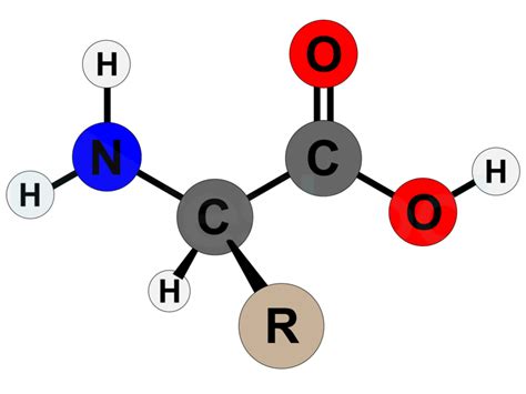 Solved Amino Acids Are The Building Blocks Of