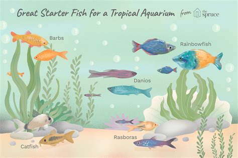 We did not find results for: What Type of Fish Should I Get for My First Aquarium?