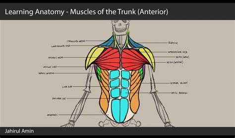 Concept Map Major Muscles Of The Trunk Map Of World