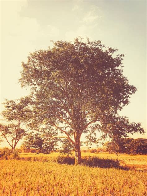 A Beautiful Lone Tree On A Countryside Stock Image Image Of