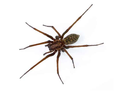 10 Common Spiders In Georgia Spider Identification And Prevention 2022