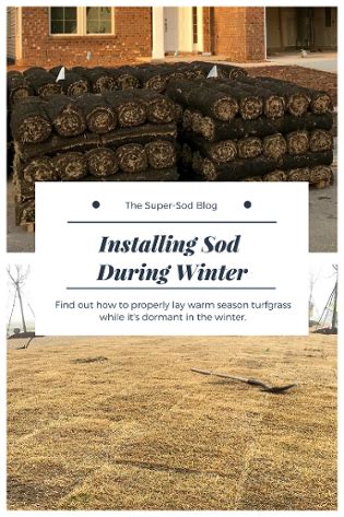 Sod supply and contractor availability will be highest in this off season, too. Laying Sod in the Winter | Winter lawn care, Winter lawn ...