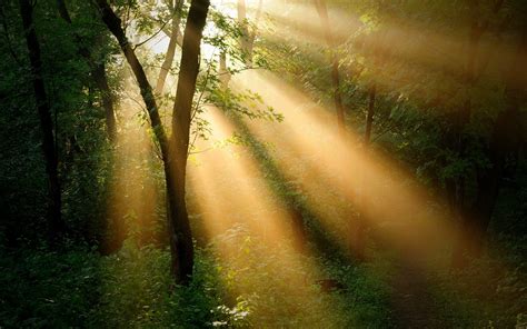 Forest Trees Sun Rays Nature Landscape Wallpaper Nature And