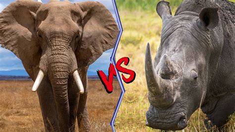 Elephant Vs Rhino Who Would Win Youtube