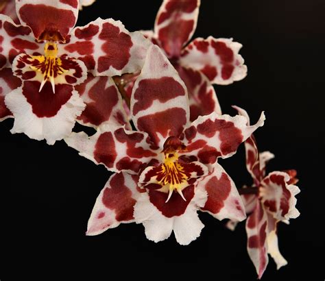 Oncidium Castle Issa Hilo Bay Free Photo Rawpixel