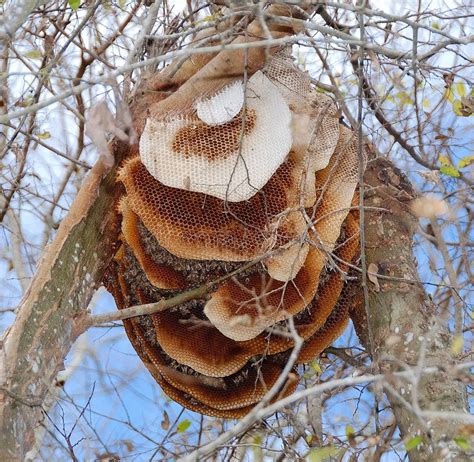 Bee Hive In Tree That Is A Natural Work Of Nature Affiliate Tree Hive Bee Nature