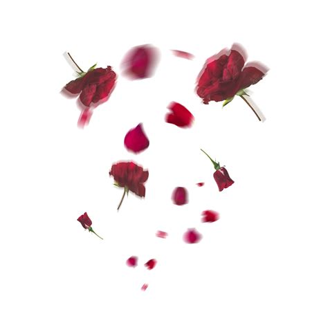 Falling Rose Petals Png Transparent Hd Photo Png Svg Clip Art For Web