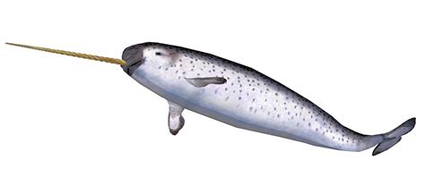 Narwhal Isolated Free Stock Photo Public Domain Pictures
