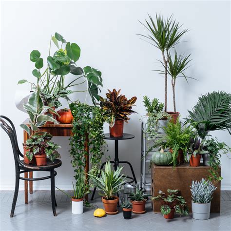 How To Safely Move Your Plants To Your New Home Moving