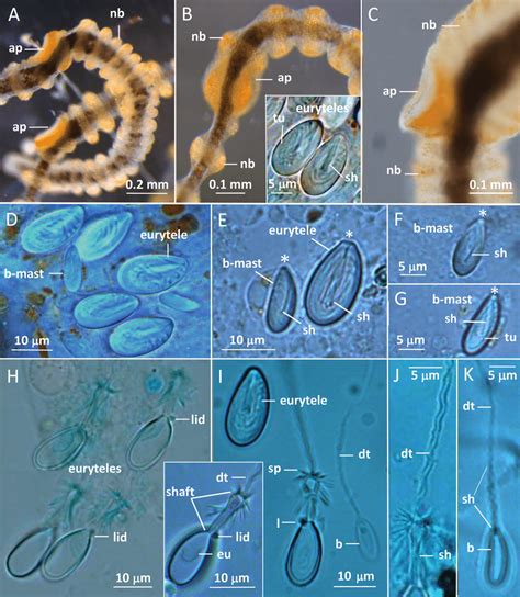 Gonionemus Sp Micromorphology Of Tentacles And Nematocysts A C