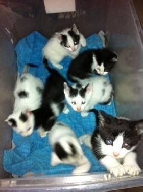 Manx cats sport a double coat, having a soft undercoat beneath longer, coarser hairs. Domestic Short Hair - Black and white - Anastasias Kittens ...