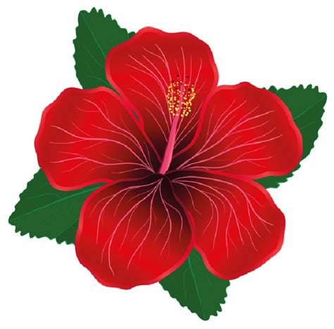Aprender Sobre Imagem Flor De Hibisco Vermelha Br Thptnganamst Edu Vn