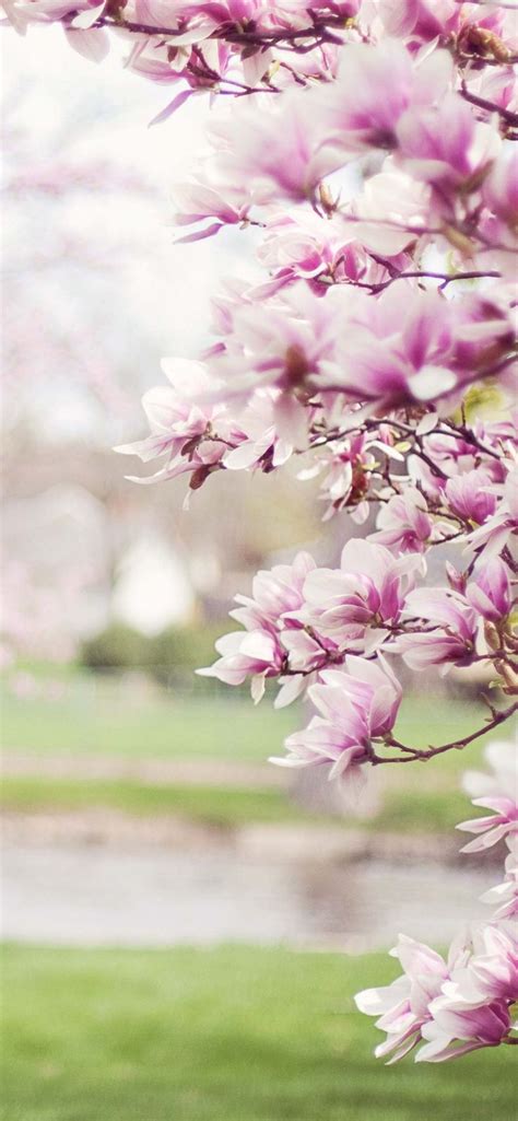 20 Spring Wallpapers For Iphone Hd Quality Spring Backgrounds