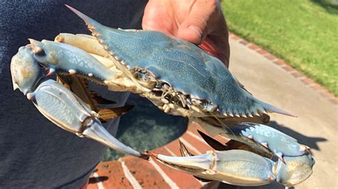 True Blue Rare Crab Caught Near Morgan City Louisiana Sportsman