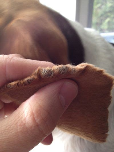 Ear Margin Dermatosis Or Scurf In A Dog Ask A Vet In 2021 Dog