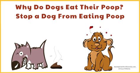 Why Do Dogs Eat Their Poop Stop A Dog From Eating Poop Raising