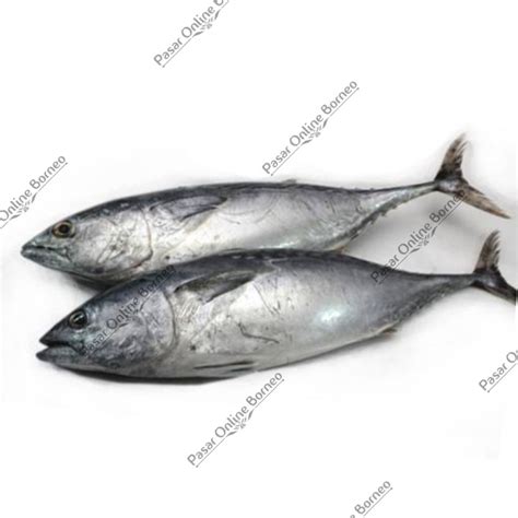 Jual Ikan Segar Tongkol Fresh Kg Shopee Indonesia