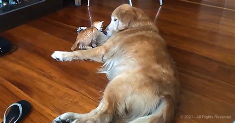 Rescue Kitten And Golden Retriever Become Inseparable Couple Animal