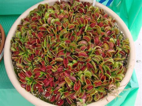 The traps on this venus flytrap can get to be over 2 inches long. Weird bio: August 2010