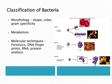Ppt Bacteria Morphology Classification Powerpoint Presentation The