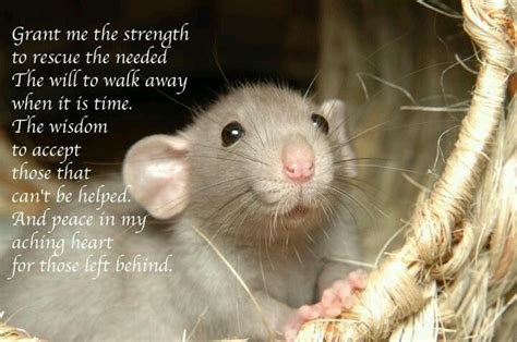 6 Quotes About Rats For You