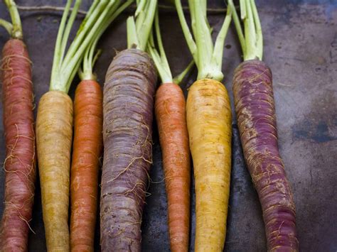 How To Grow Carrots Saga