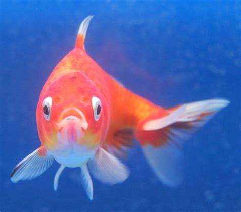 571 Best Images About Goldfish For The Pond On Pinterest